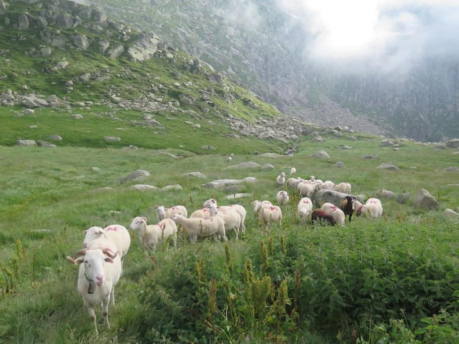 "Le Desman" Confortable T2 A La Montagne Face Aux Thermes Rando, Cure Aulus-les-Bains Zewnętrze zdjęcie